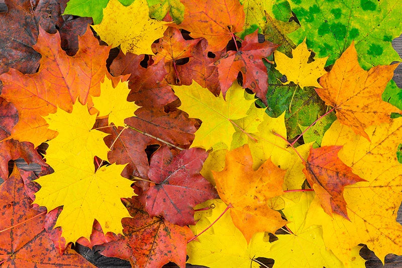 Otoño, una época difícil para los niños